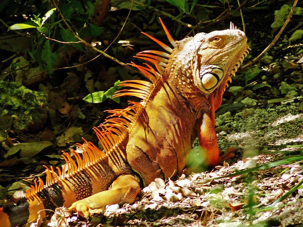Symbolbild roter Leguan: Meine anfängliche Begeisterung, wenn mal wieder "Change" in der Firma anstand. (Foto: David Neumann)